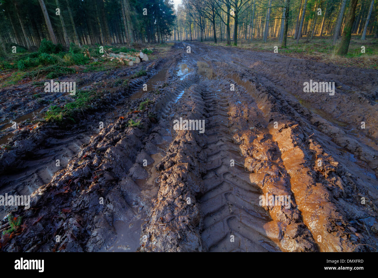 Tracce di pneumatici in un sentiero fangoso attraverso una foresta. Foto Stock