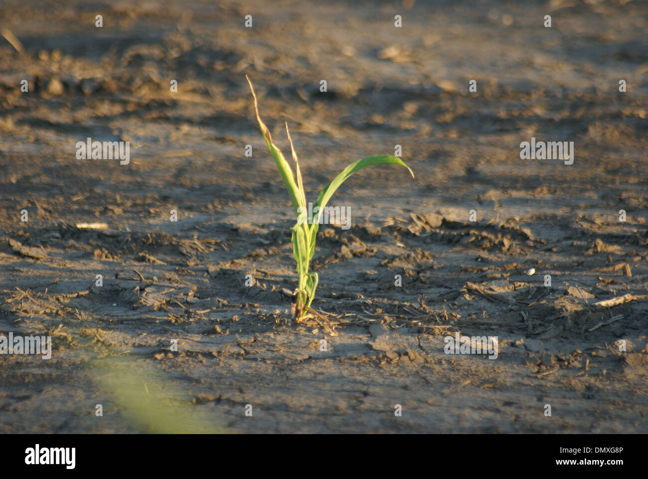 Morendo di piante di mais Foto Stock