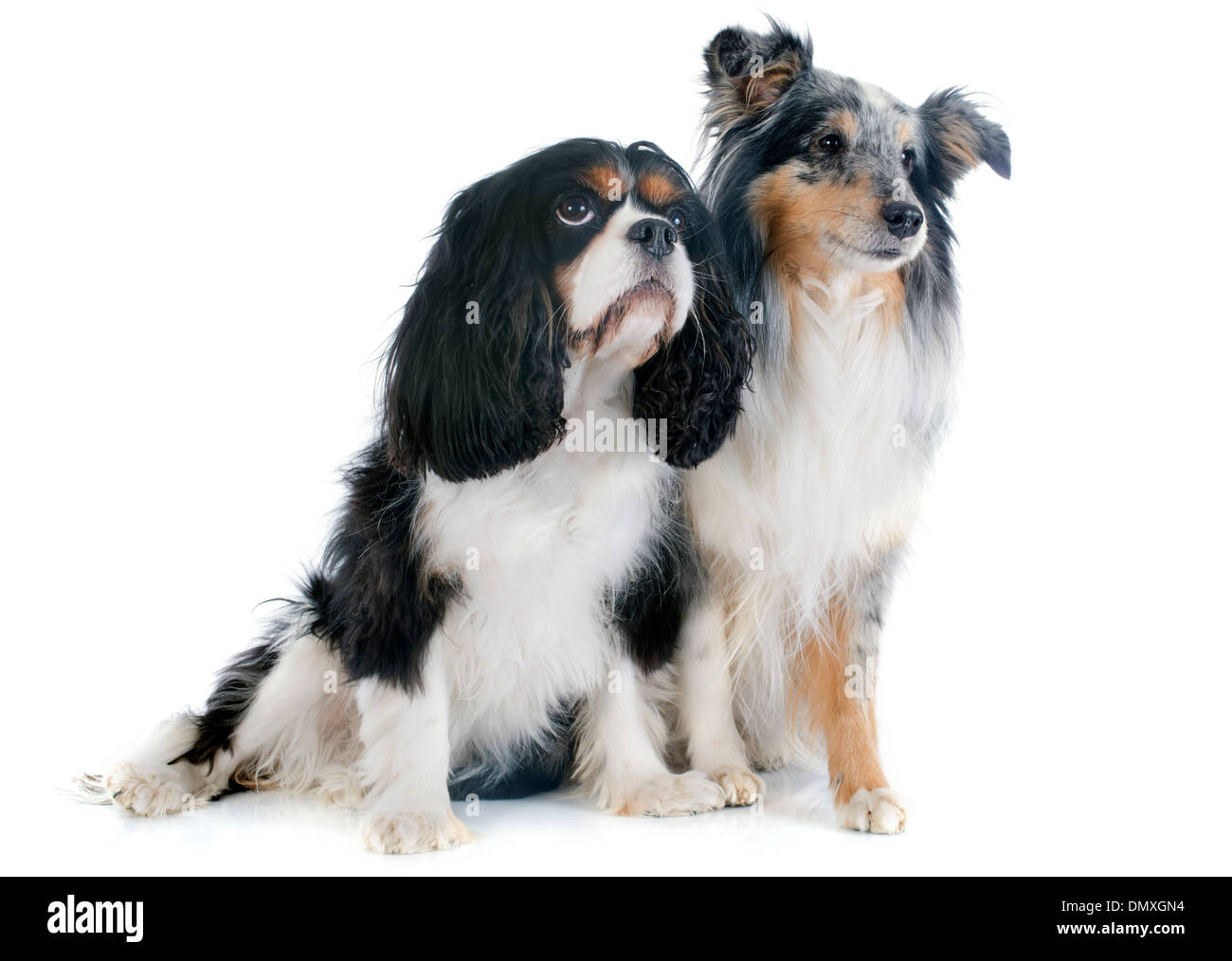 Ritratto di una razza di cane shetland e Cavalier King Charles di fronte a uno sfondo bianco Foto Stock