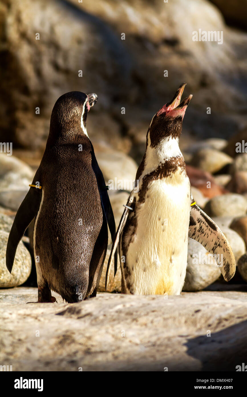 Ritratto di pinguini su lo zoo di Barcellona Foto Stock