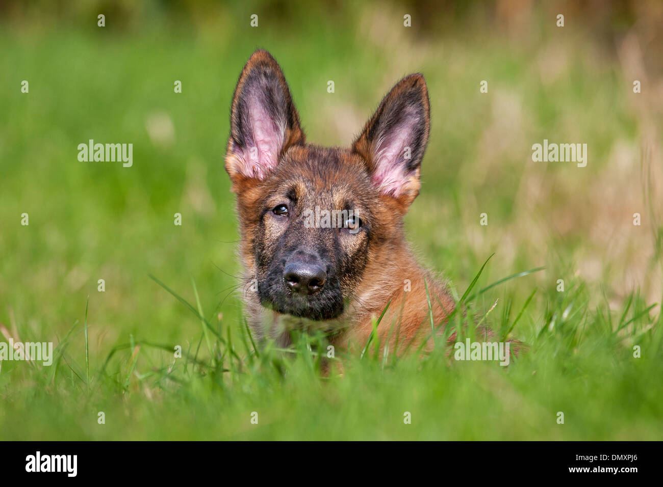 Chiusura del giovane pastore tedesco cane (Canis lupus familiaris) giacenti in prato con testa di incollaggio erba di cui sopra Foto Stock