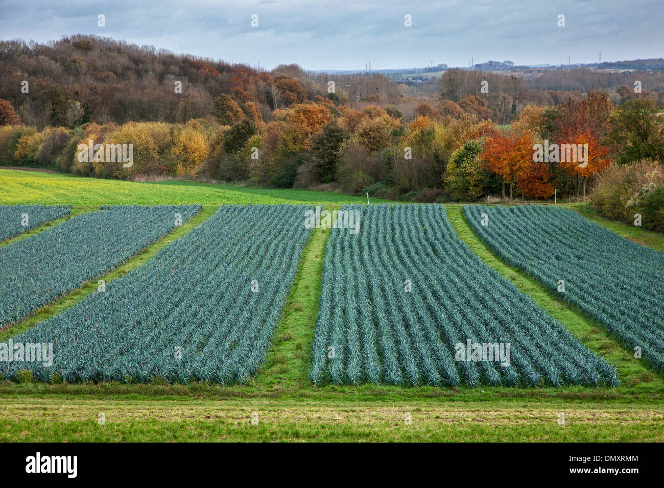 Paesaggio rurale che mostra campo con il porro letti (Allium ampeloprasum) Foto Stock