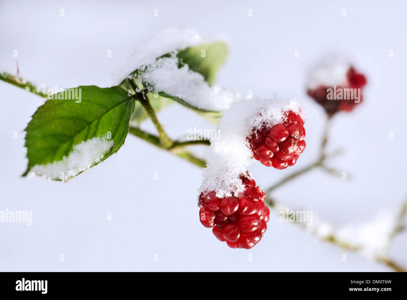 Close up immaturo rosse bacche di rovo (Rubus fruticosus) nella neve in inverno Foto Stock