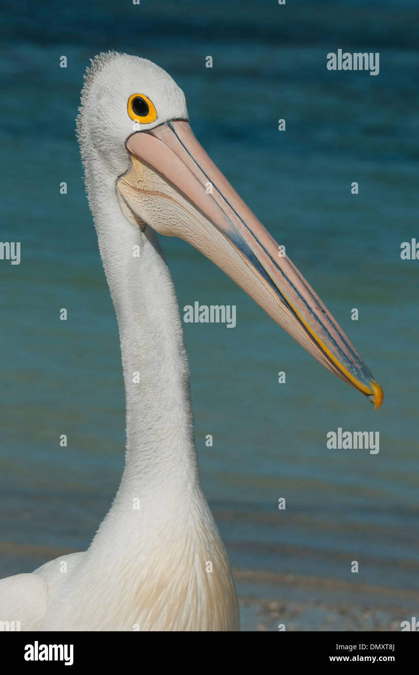 Pellicano australiano (Pelecanus conspicillatus) selvatici, l'Isola di Rottnest, Australia occidentale Foto Stock