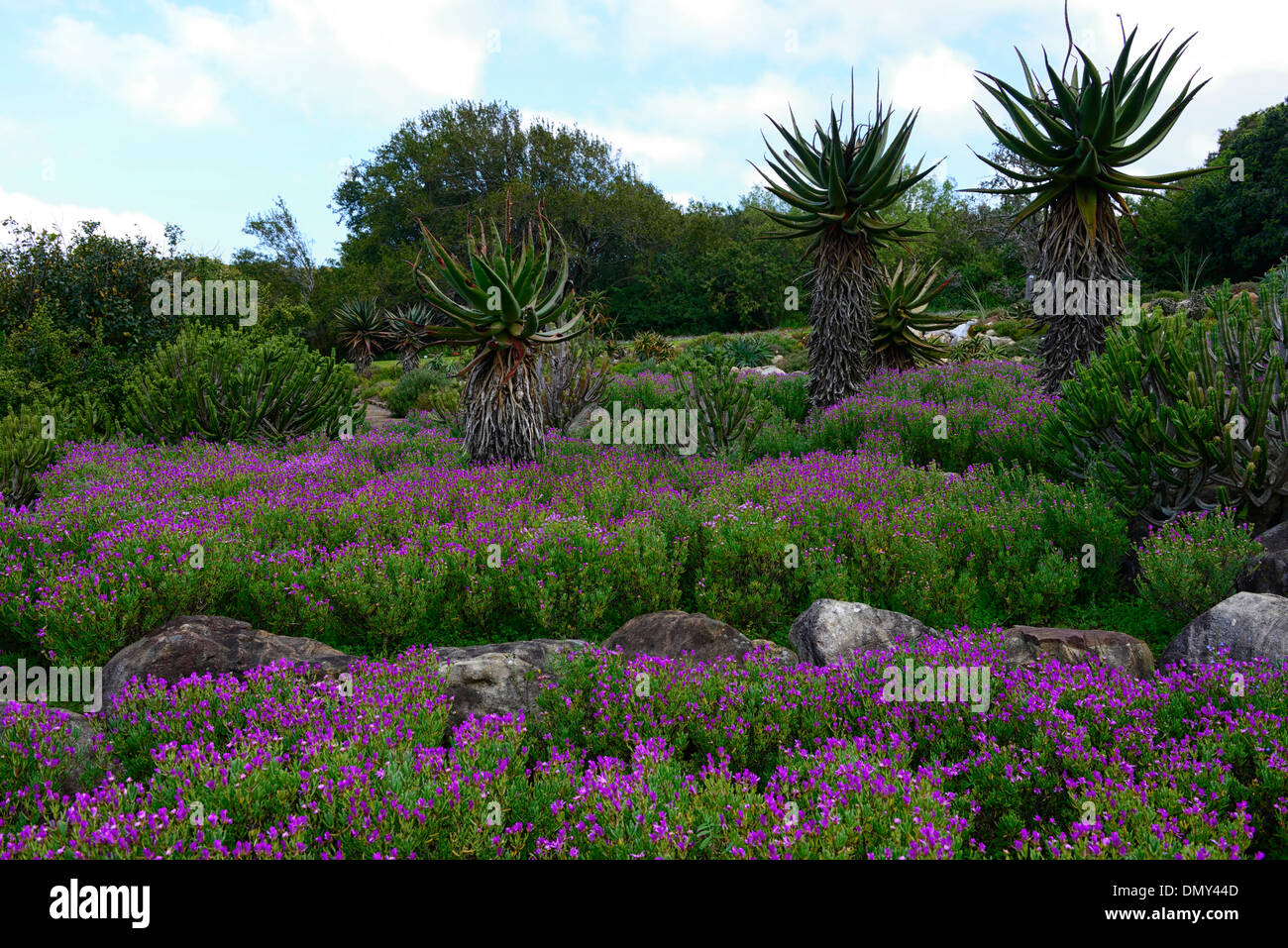 Aloe arborsecens x ferox underplanted underplanting lampranthus contrasto amoenus contrastata piante di contrasto colore i colori Foto Stock