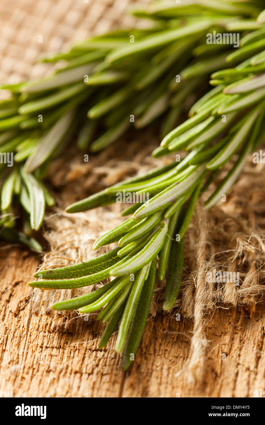 Organico fresco verde rametto di rosmarino su uno sfondo Foto Stock