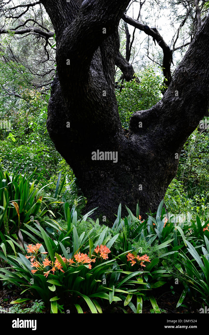Cinnamomum camphora Canfora Laurel tree clivia miniata var miniata underplanted underplanting kirstenbosch Foto Stock