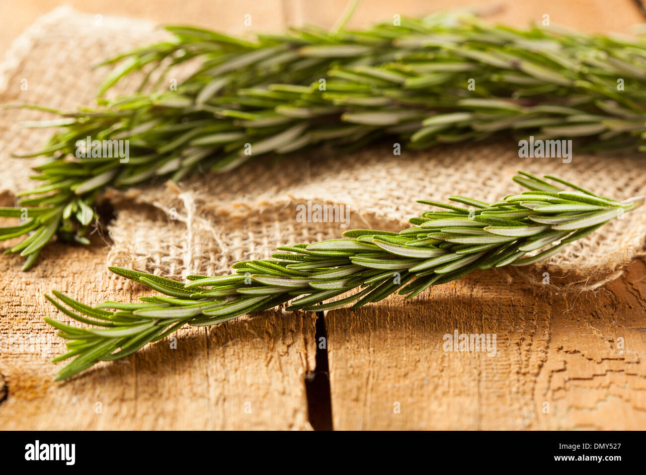 Organico fresco verde rametto di rosmarino su uno sfondo Foto Stock