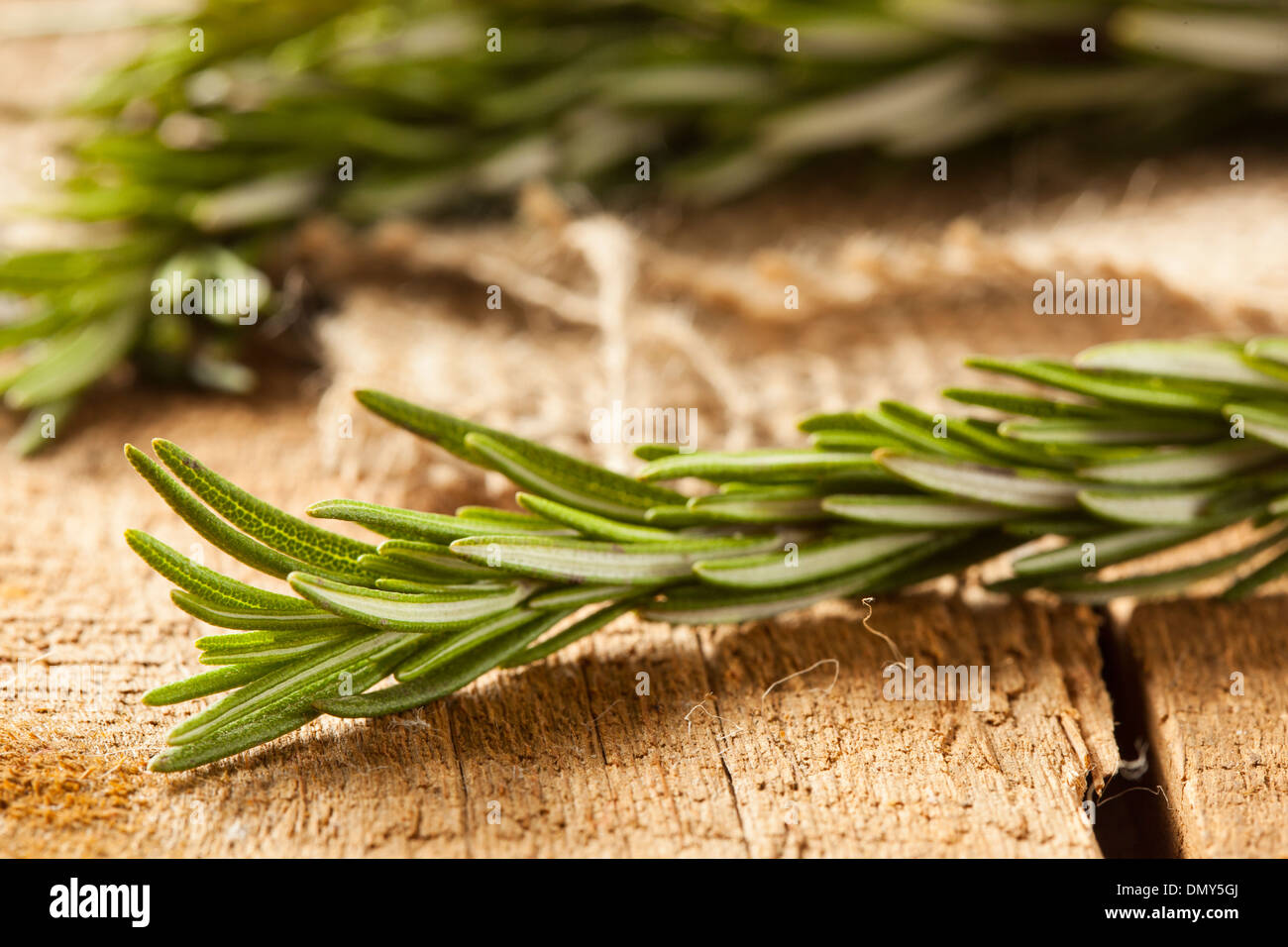 Organico fresco verde rametto di rosmarino su uno sfondo Foto Stock