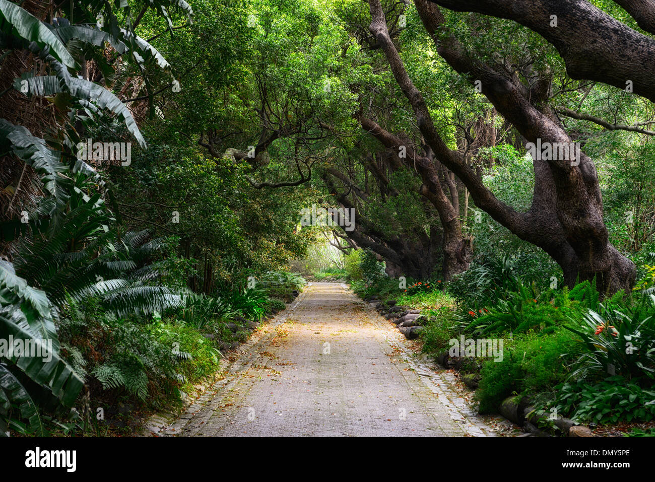Cinnamomum camphora Canfora Laurel viale alberato passerella percorso botanico di Kirstenbosch Botanical gardens cape town alberi Foto Stock