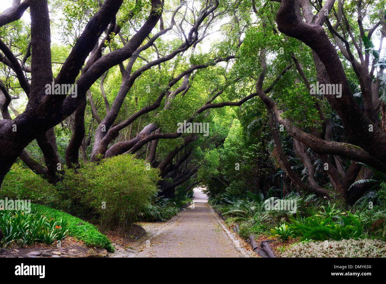 Cinnamomum camphora Canfora Laurel viale alberato passerella percorso botanico di Kirstenbosch Botanical gardens cape town Foto Stock