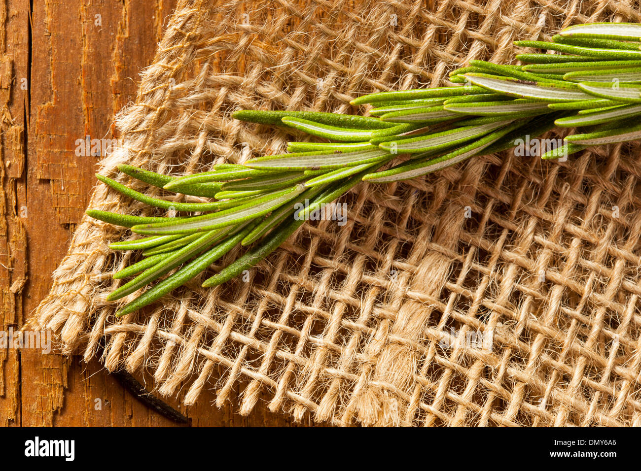 Organico fresco verde rametto di rosmarino su uno sfondo Foto Stock