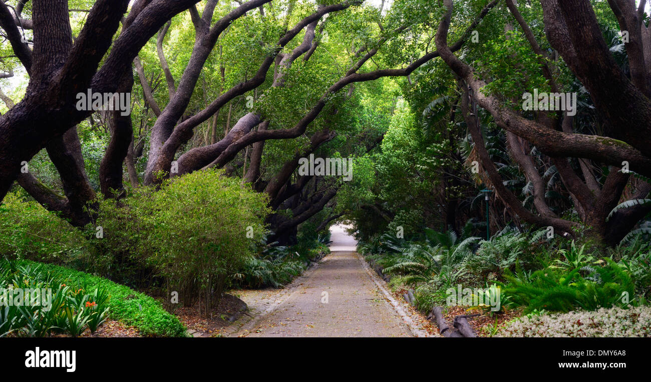 Cinnamomum camphora Canfora Laurel viale alberato passerella percorso botanico di Kirstenbosch Botanical gardens cape town Foto Stock