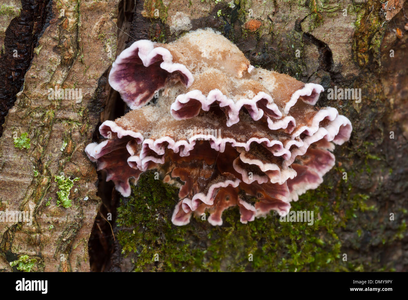 In autunno i funghi in Finlandia Foto Stock