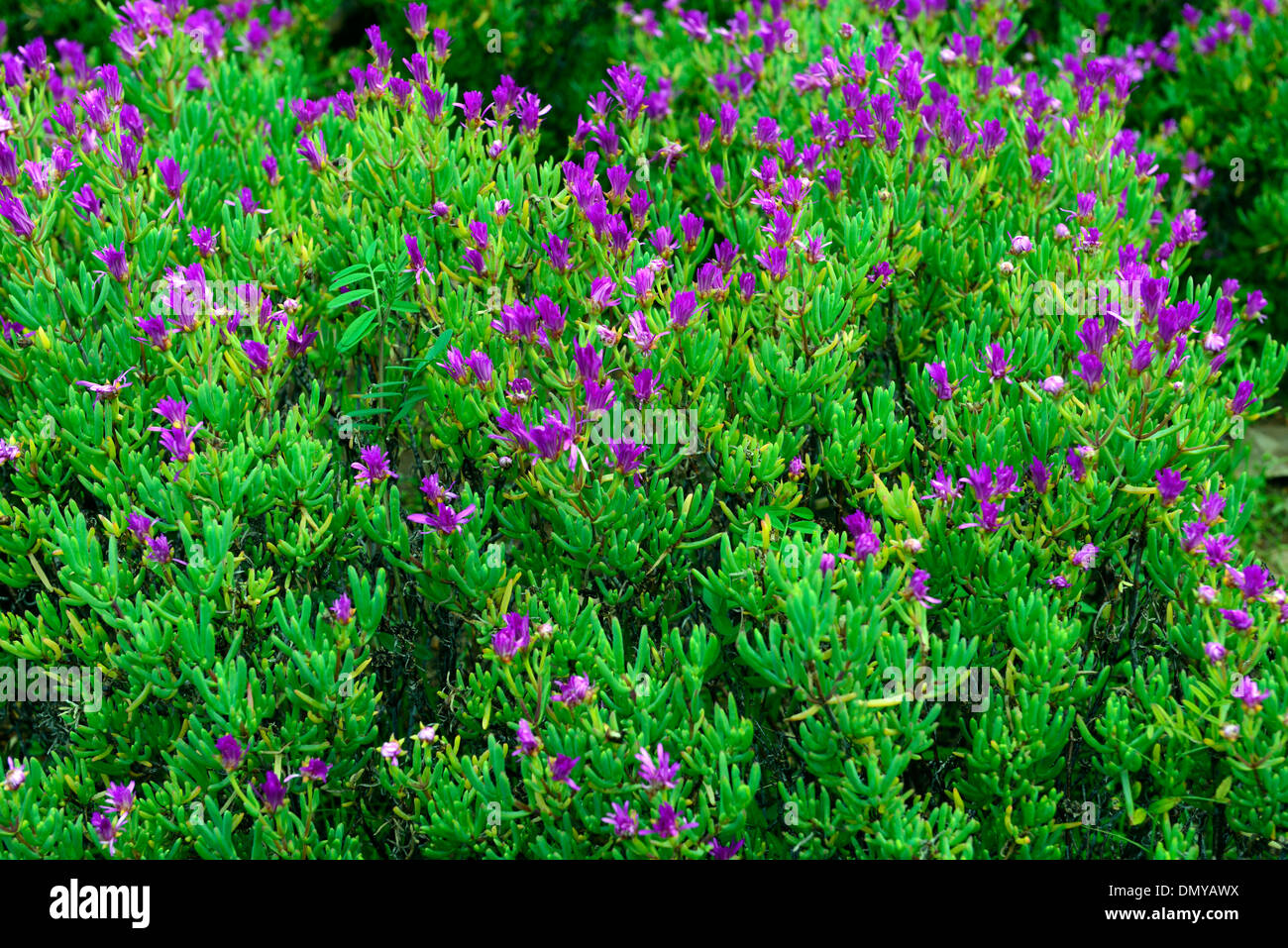 Lampranthus amoenus Vygie vistosi fiori rosa viola bloom blooming Foto Stock