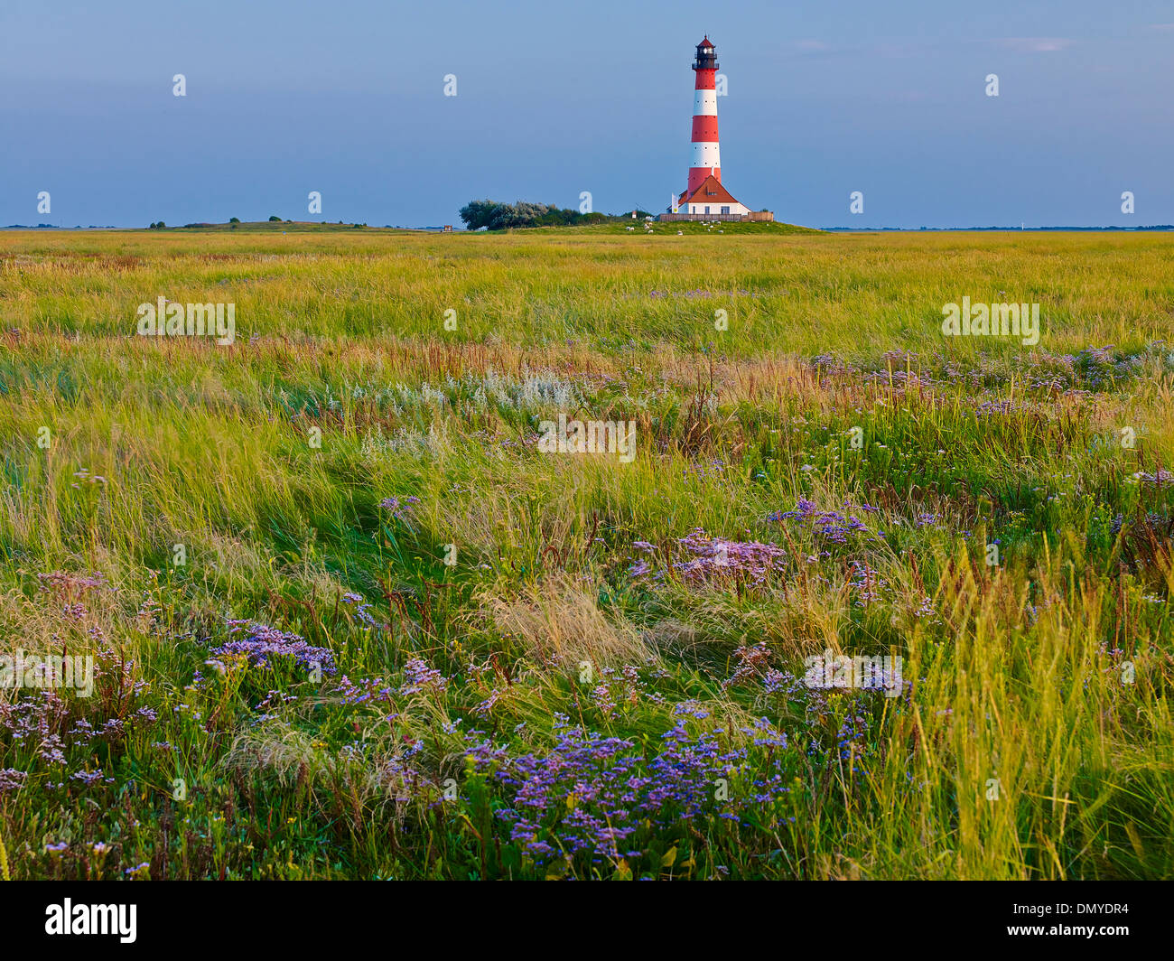 Faro di Westerheversand Mare Lavanda, penisola di Eiderstedt, Frisia settentrionale, Schleswig-Holstein, Germania Foto Stock