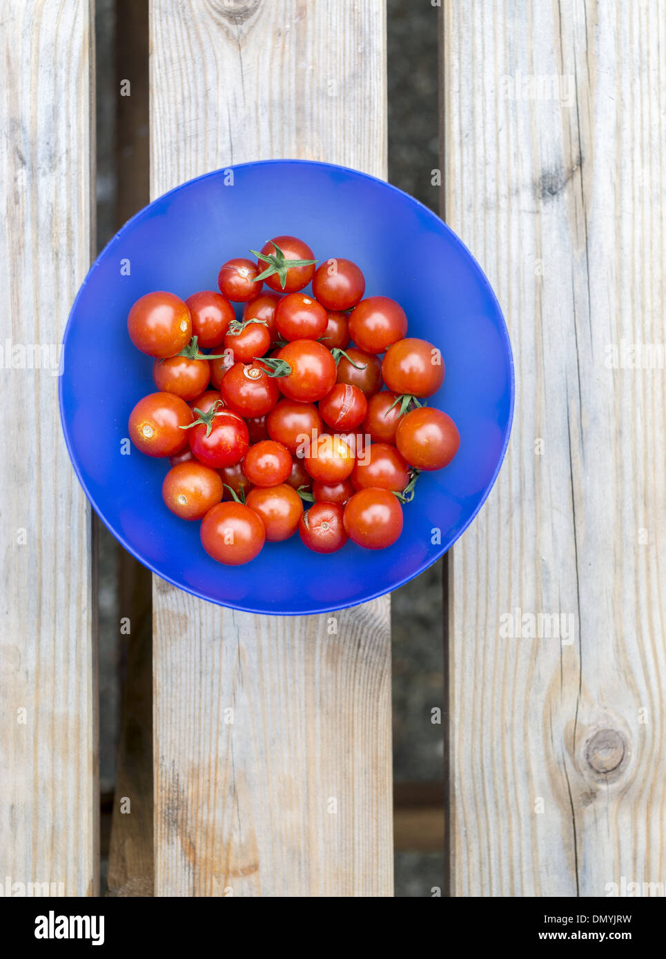 Appena raccolto di pomodori ciliegini in blu ciotola di legno sul tavolo da giardino Foto Stock