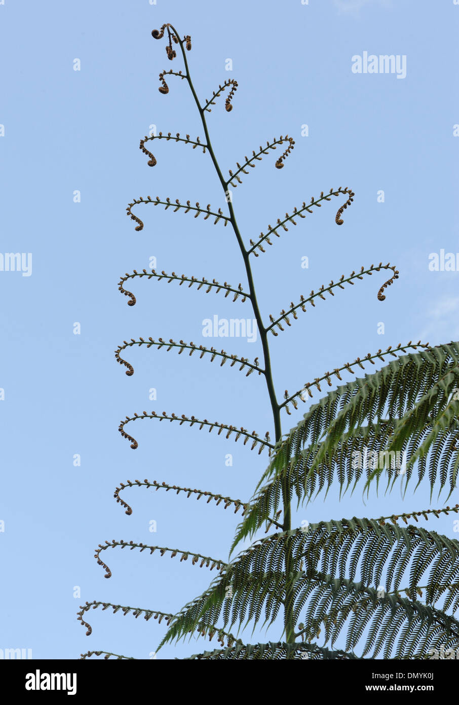 Un frond di un albero la felce si sviluppa. La Fortuna de San Carlos, al Parco Nazionale del Vulcano Arenal, Costa Rica. Foto Stock