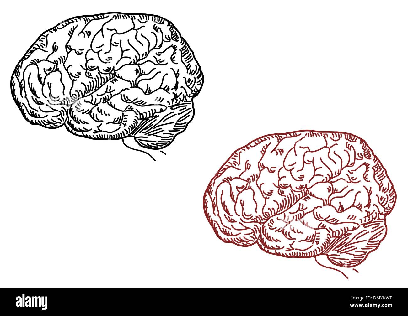 Illustrazione vettoriale di cervello umano Illustrazione Vettoriale