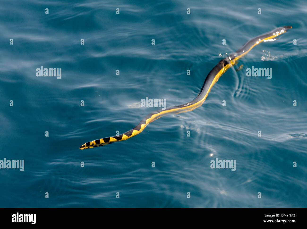 Un nero e giallo mare pelagiche snake (Pelamis platura) in mare aperto si spinge con la sua coda piatta. Foto Stock