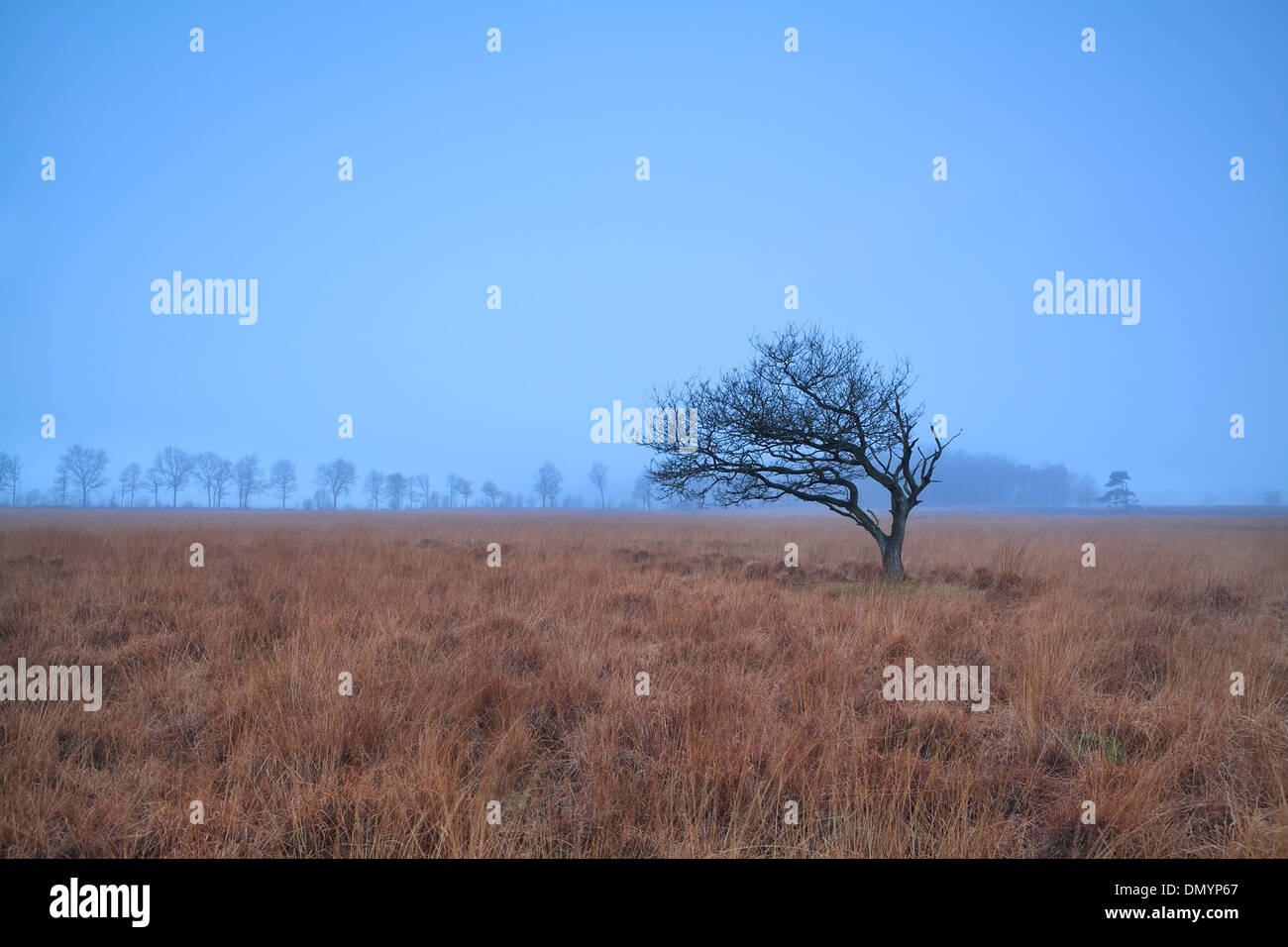 Da solo albero su misty marsh nel crepuscolo, Mandefijld, Friesland, Paesi Bassi Foto Stock