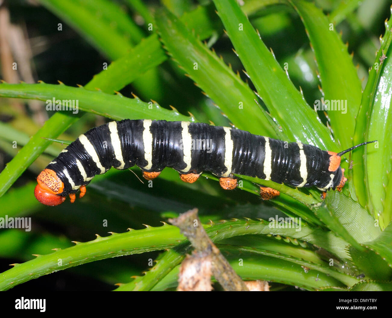 I sei pollici (15cm) larva, Caterpillar, dell'tetrio sphinx moth (Pseudosphinx tetrio) il grigio gigante sphinx. Foto Stock