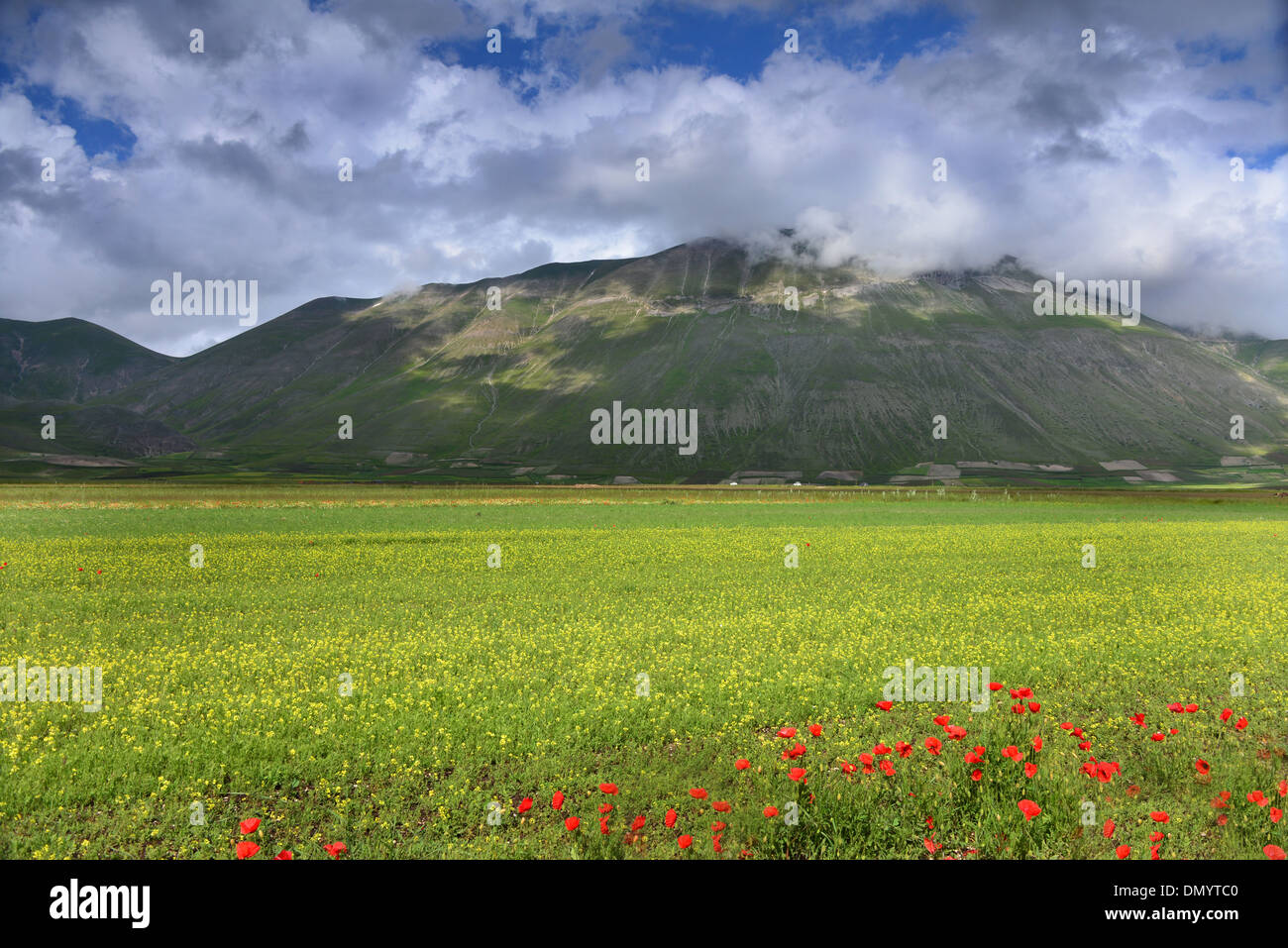 I campi gialli e nuvole Foto Stock