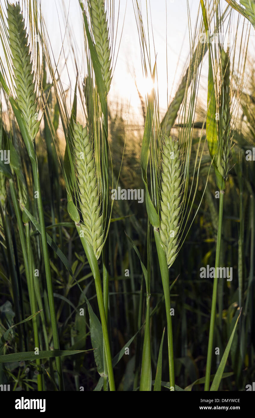 Close up di giovani raccolto di frumento con il tramonto del sole in un campo di Hampshire, Inghilterra, Regno Unito Foto Stock