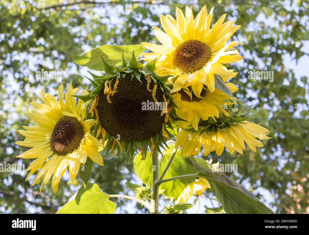 Più teste di semi di girasole in crescita su uno stelo di semi di girasole Foto Stock