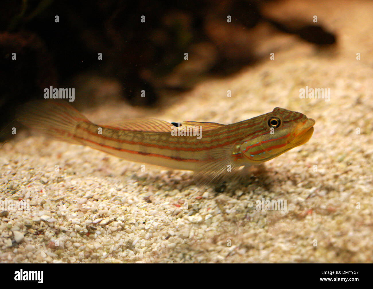 Ghiozzo Pesce, Gobiinae, Gobiidae, Perciformes. Foto Stock