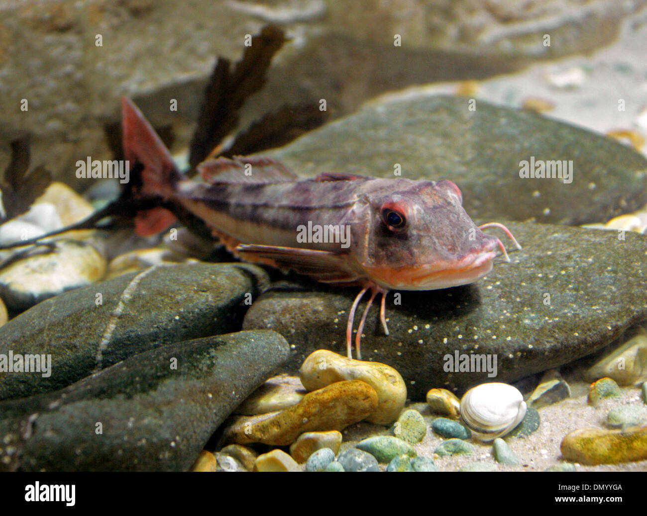 Capone gallinella, Chelidonichthys lucerna, Aka. Sapphirine cappone, Searobin, vasca, Tubfish, giallo cappone. Foto Stock