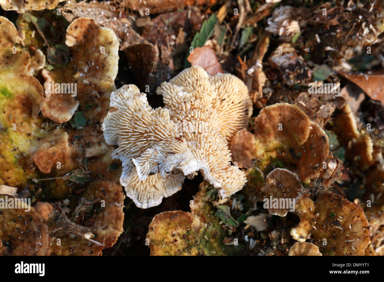 Dente a zone fungo, Hydnellum concrescens, Bankeraceae. Foto Stock