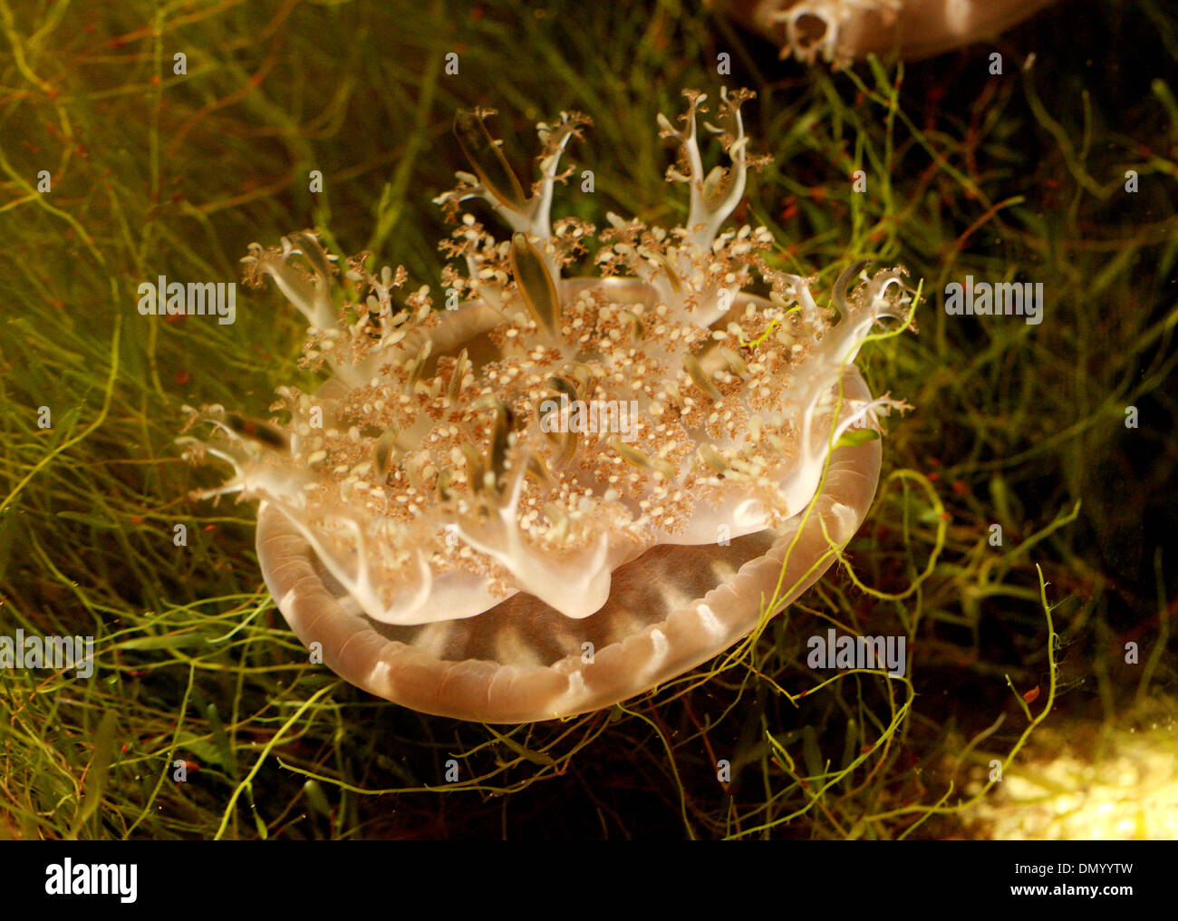 Capovolto meduse, Cassiopea ornata, Rhizostomeae, Cassiopeidae, Scyphozoa, Cnidaria. Filippine, dell'Asia. Foto Stock
