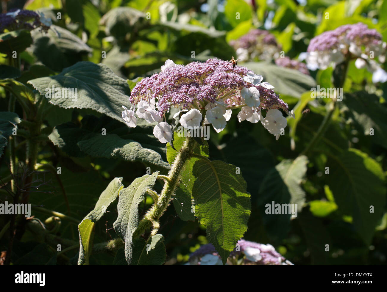 Sargent di ortensie o Lacecap, Hydrangea sargentiana, Hydrangeaceae, Centrale e del Sud della Cina Foto Stock
