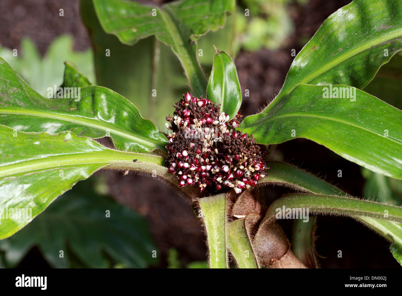 Barteri Palisota, Commelinaceae, Camerun, Africa. Aka Palisola barteri. Foto Stock