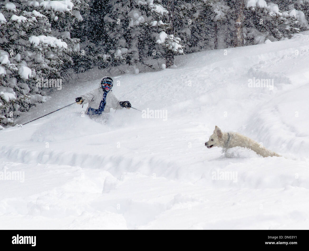Color platino Golden Retriever cucciolo (10 mesi) saluto gli sciatori e gli snowboarder in fresco in polvere di neve. Foto Stock