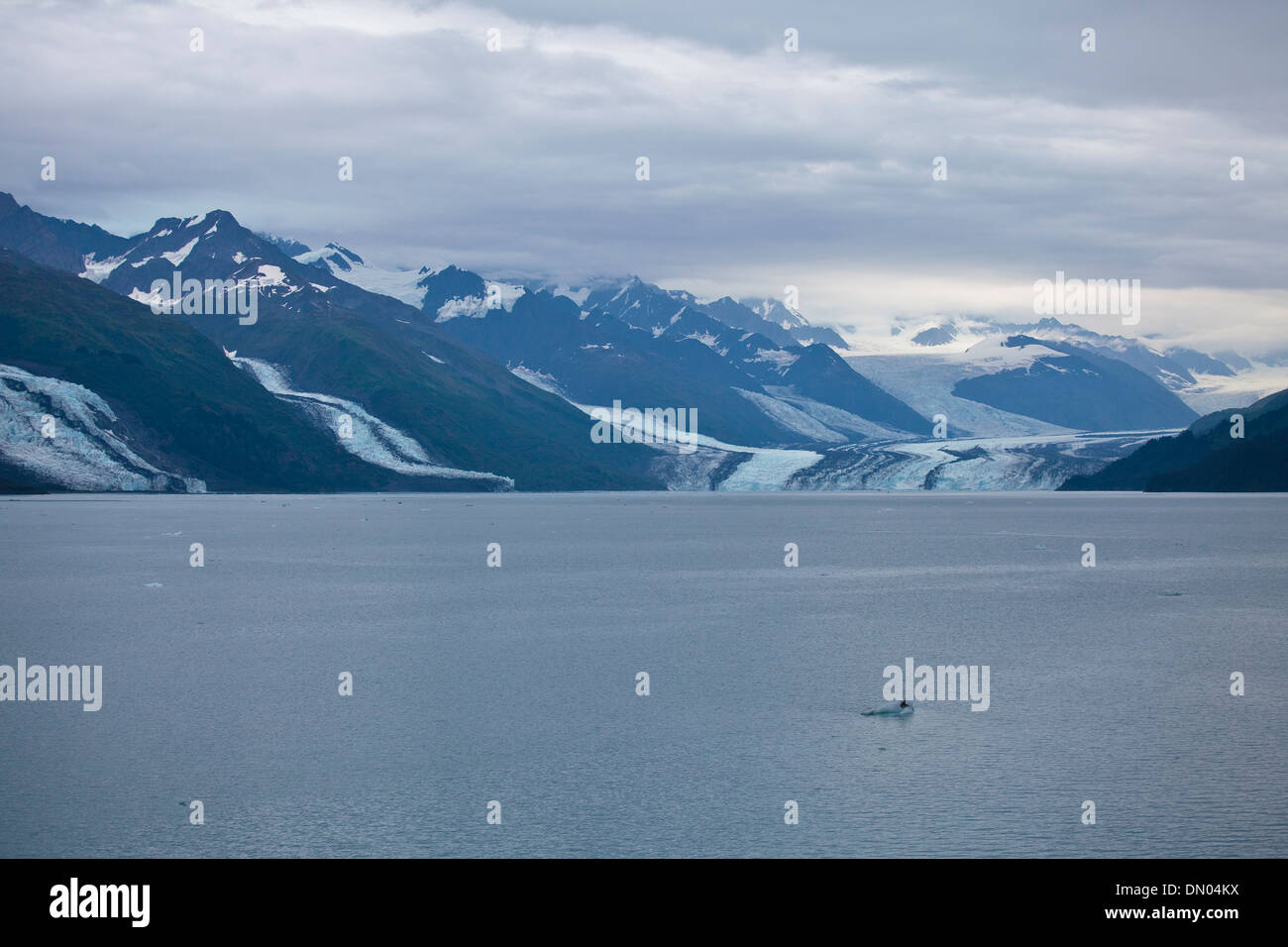 College Fjord, Alaska. Foto Stock