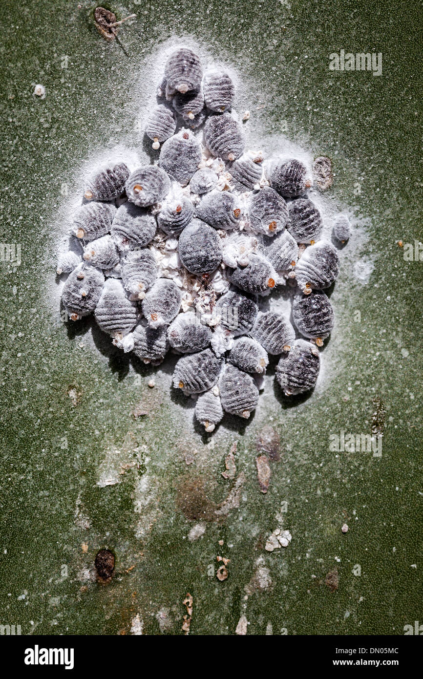 La cocciniglia beetle, una scala insetto su Opuntia ficodindia cactus, coltivata a Lanzarote, Isole Canarie, Spagna. La cocciniglia è utilizzato per produrre un colorante Foto Stock