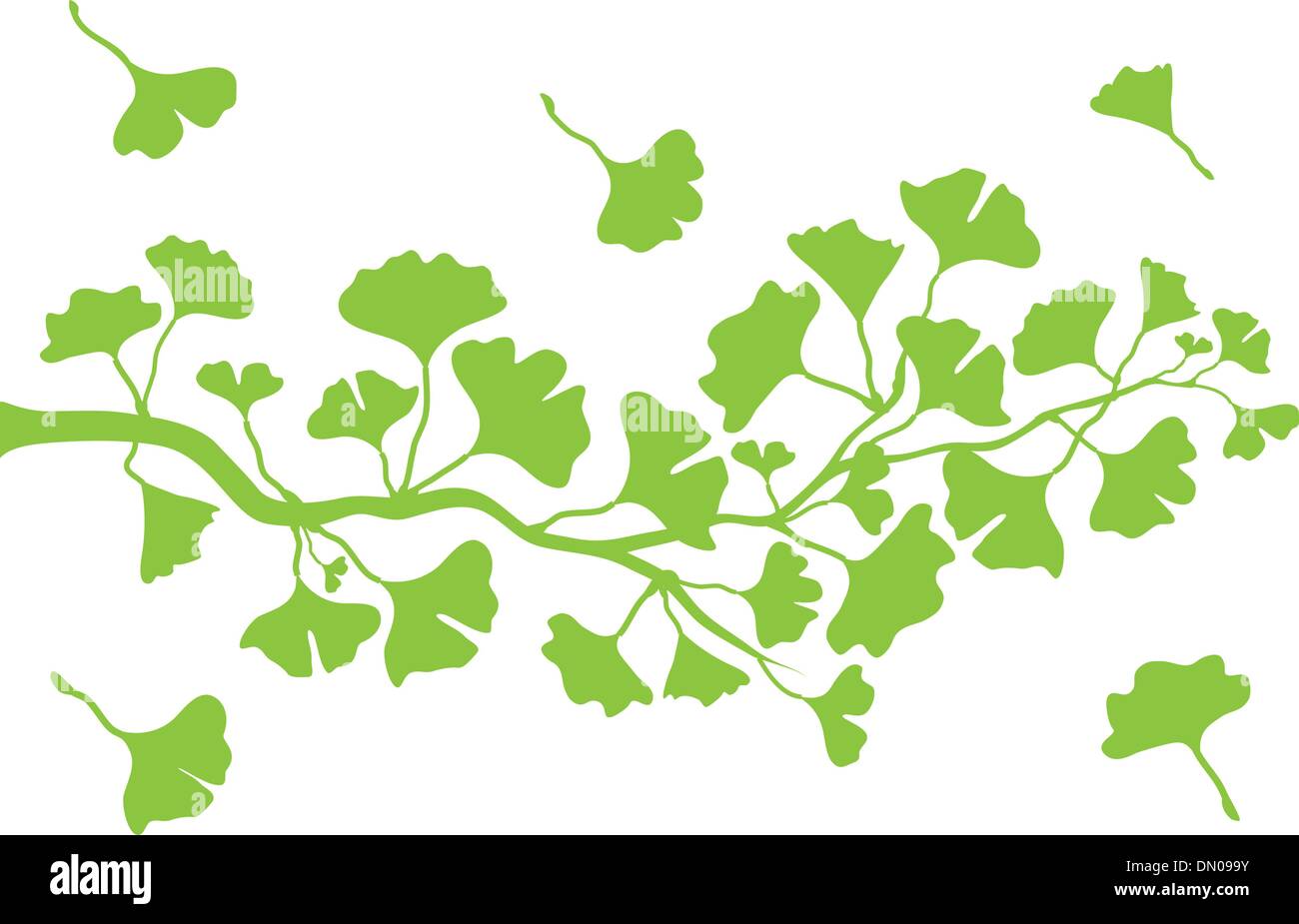 Il ginkgo ramo con foglie, vettore Illustrazione Vettoriale