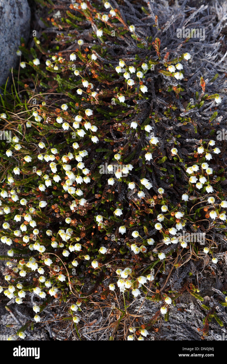 Flora artica sul Danmark Isola, Groenlandia Foto Stock