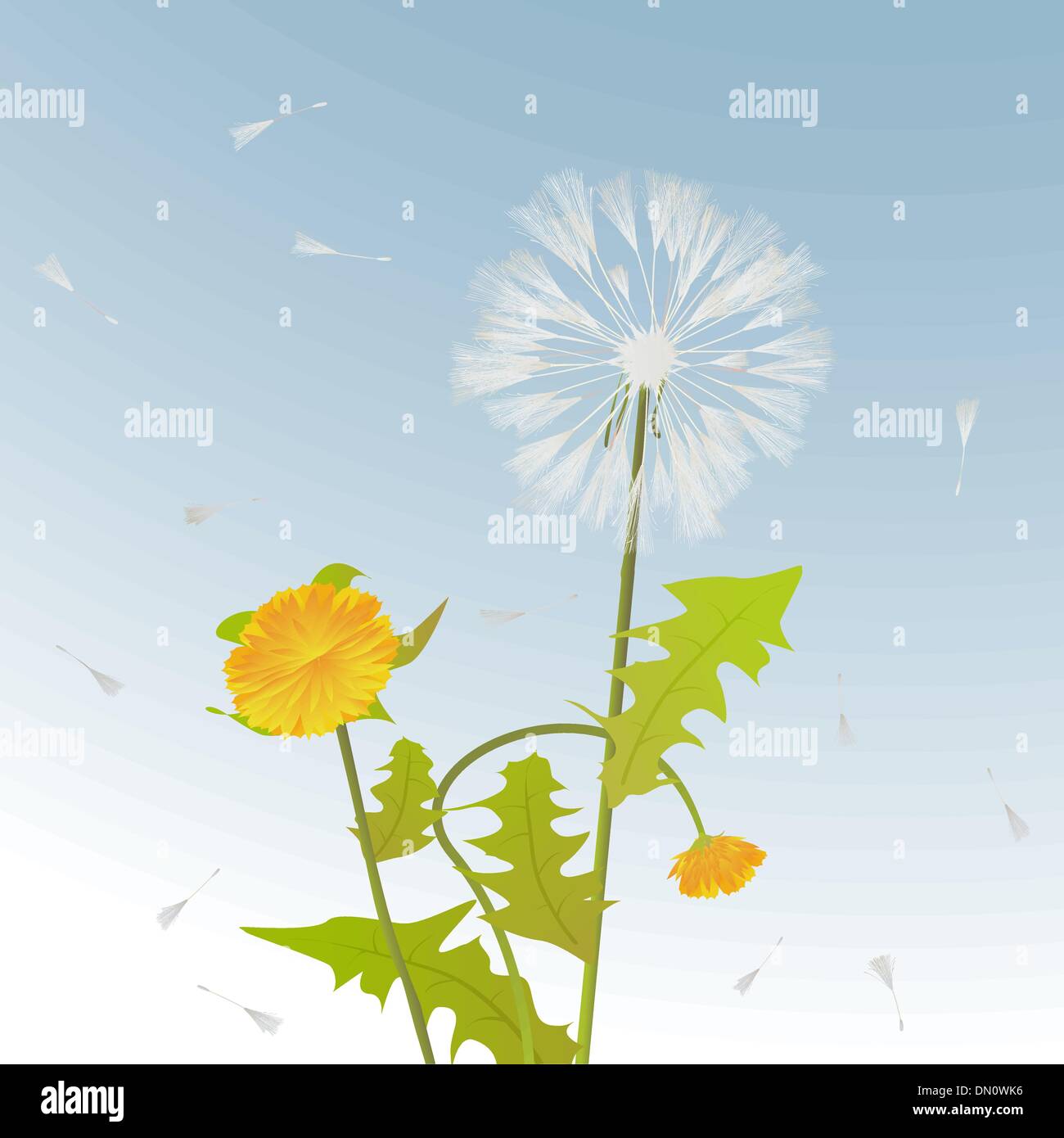Il tarassaco carta decorativa Illustrazione Vettoriale