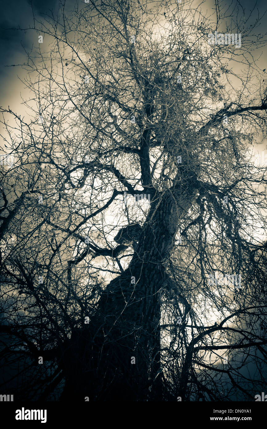 Antica nodose pioppi neri americani albero in inverno nebbia. Foto Stock