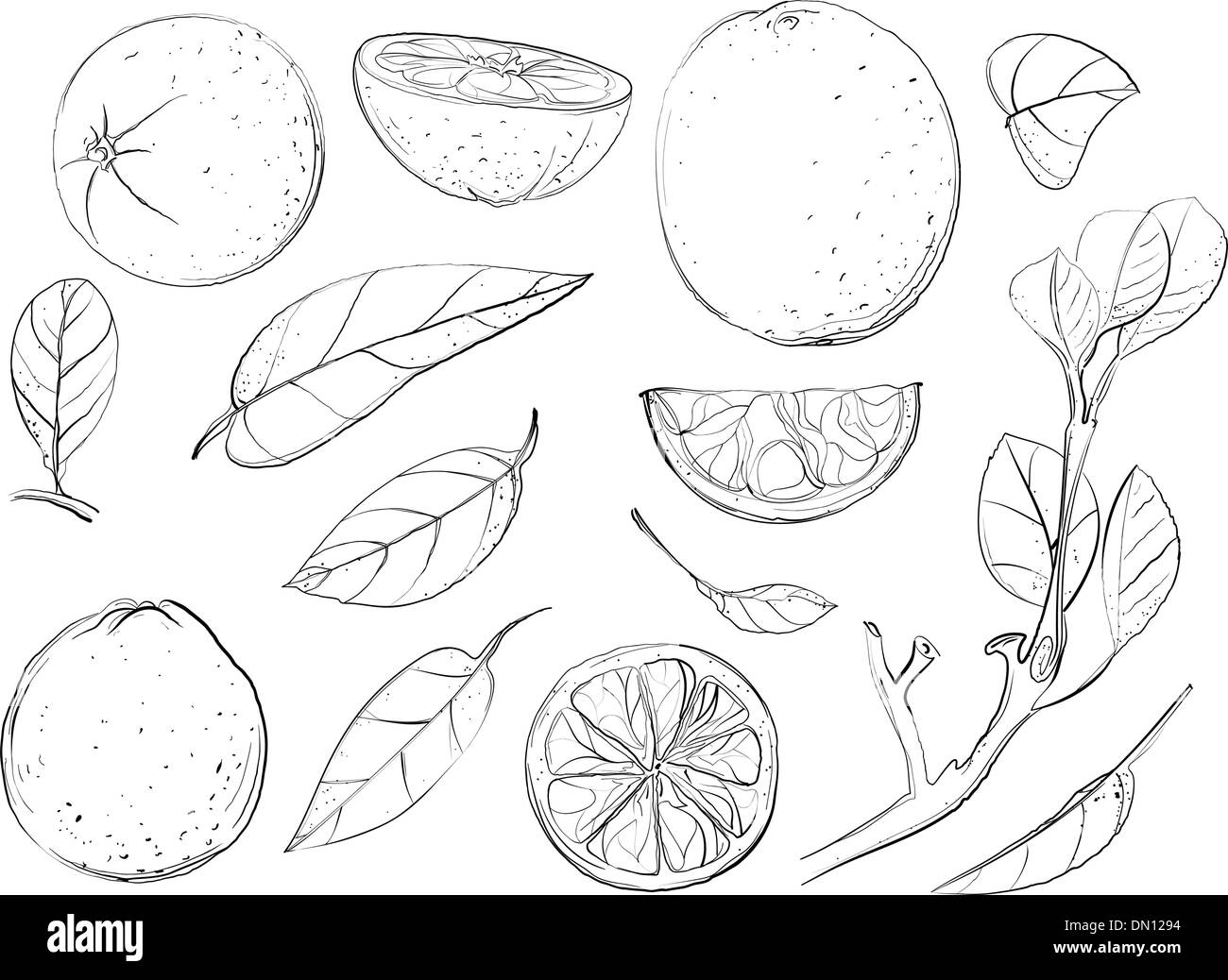 Schizzo Arance e lascia impostare Illustrazione Vettoriale