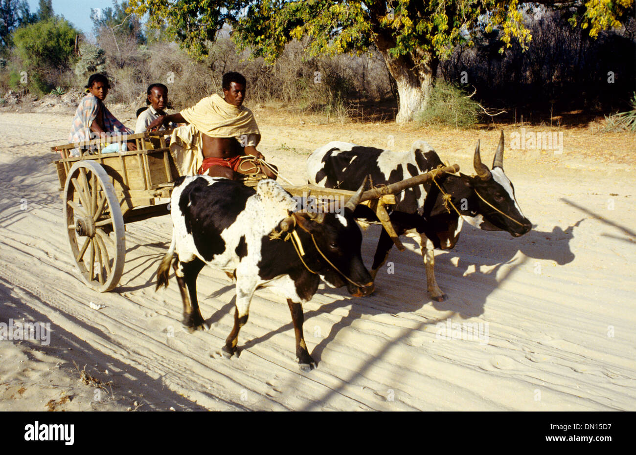 Zebù carrello sulla strada di sabbia tra Tulear o Toliara e Ifaty a sud-ovest del Madagascar Foto Stock