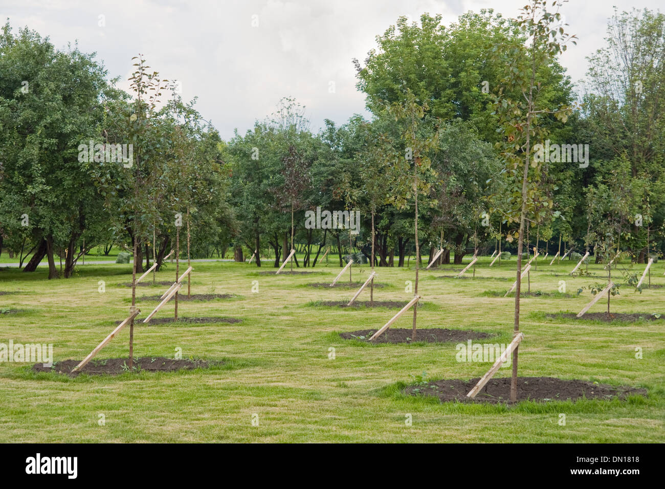 Gli alberi giovani alberelli in un parco Foto Stock