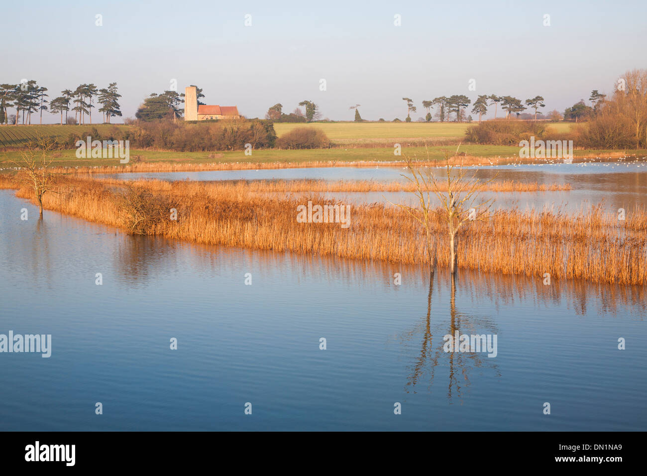 Inondazione in piedi in campo allagato per la prima volta in cinquant'anni da una mareggiata Ramsholt chiesa, Suffolk, Inghilterra Foto Stock