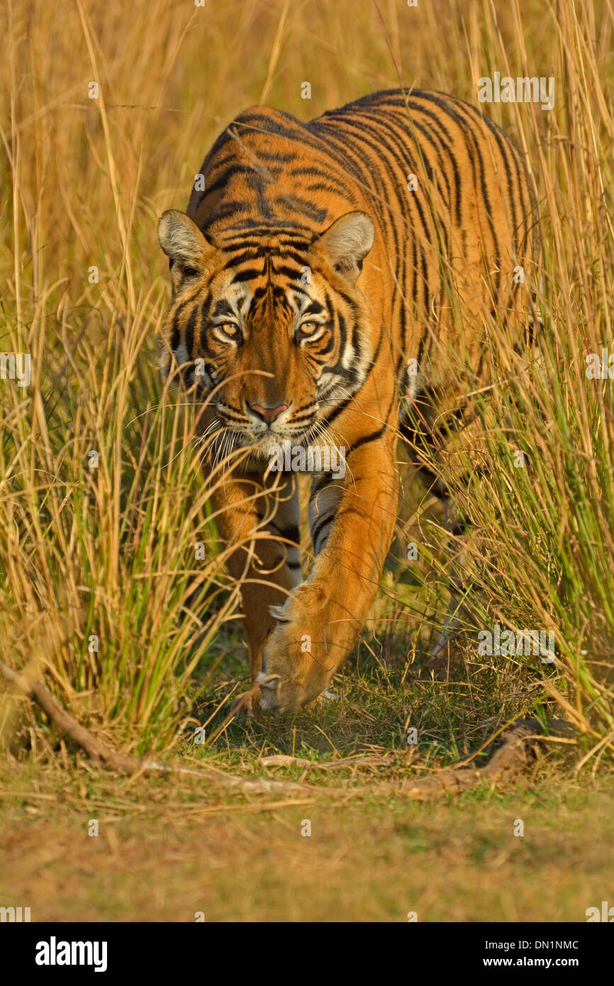Avvicinando tiger nelle praterie di Ranthambhore Foto Stock
