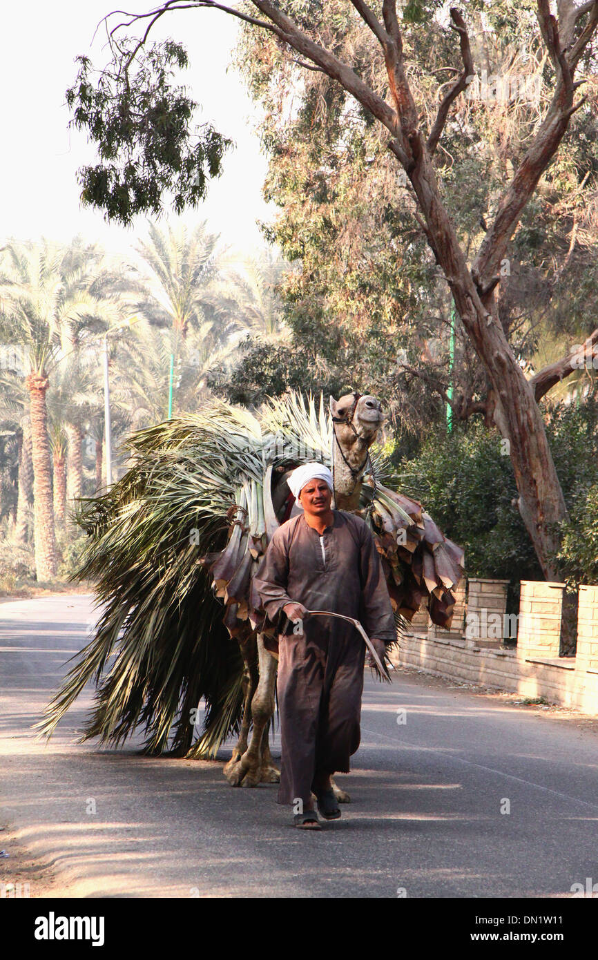 Palme rami @ di raccolta Saqqara - Egitto Foto Stock