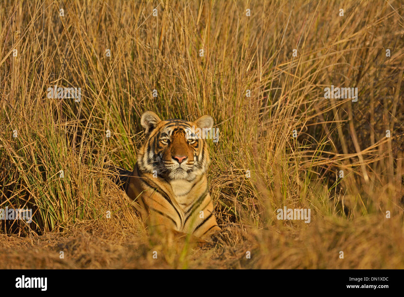 Tiger nelle praterie di Ranthambhore Foto Stock