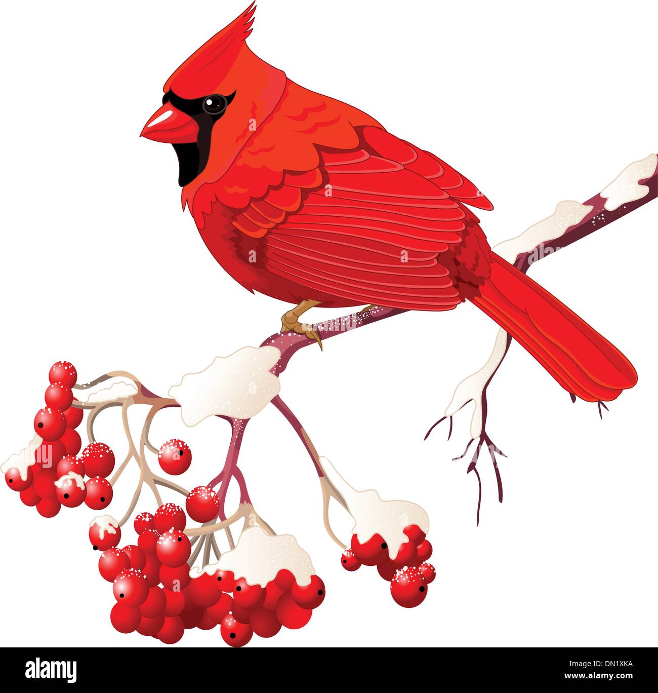 Rosso Cardinale bird Illustrazione Vettoriale